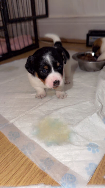 Stunning jackrussells female puppy&rsquo;s