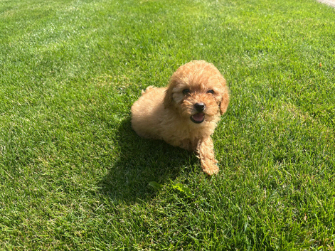Female KC Reg miniature poodle puppy