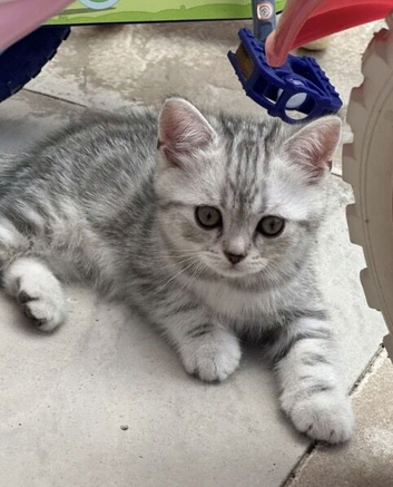 British shorthair silver tabby