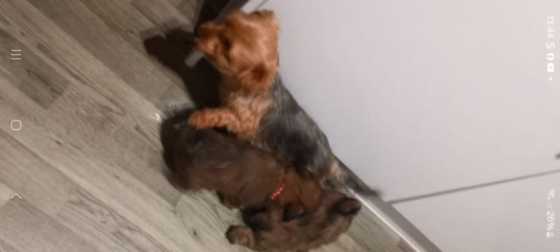 Imperial shih tzu x Yorkshire terrier puppys