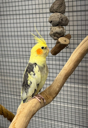Male cockatiels