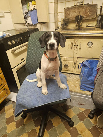 1 springer spaniel x fox terrier pups available