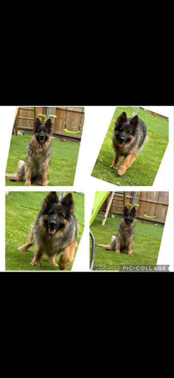 Beautiful German shepherd