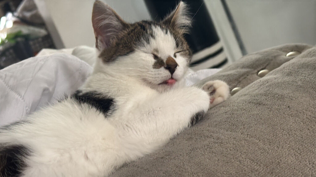 13 weeks kitten