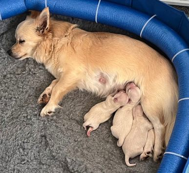 Longhaired chihuahua puppies