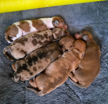 Minature Dachshunds (Short -haired)
