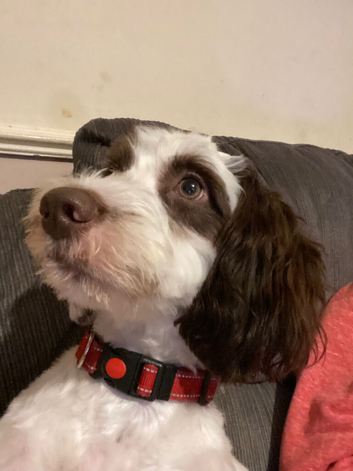 Pippa 10 month old