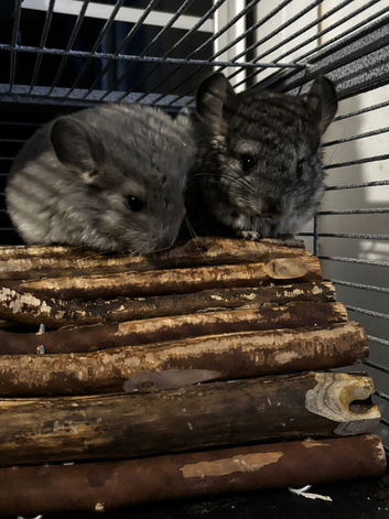 Beautiful chinchillas for sale