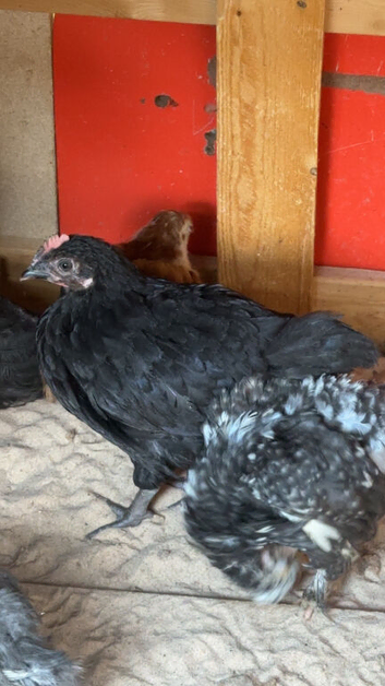 5-7 week old chicks mixed breeds