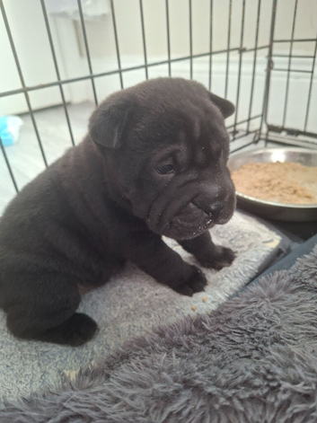 3 beautiful sharpi puppies
