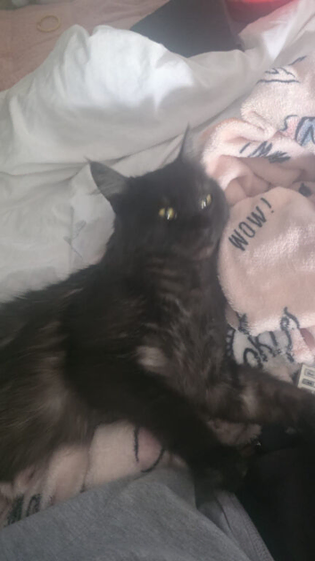 Very rare nebelung x mainecoon