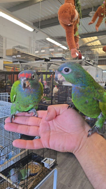 Hand reared super friendly Blue headed pionus