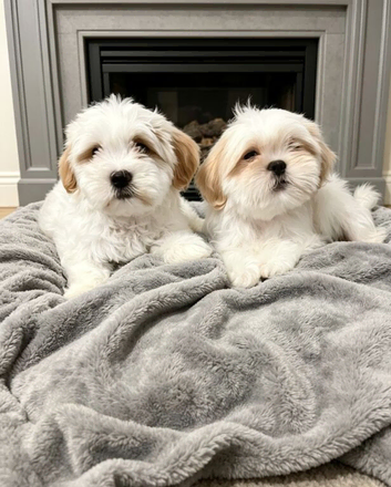 Shitzu puppies located in Northern Ireland