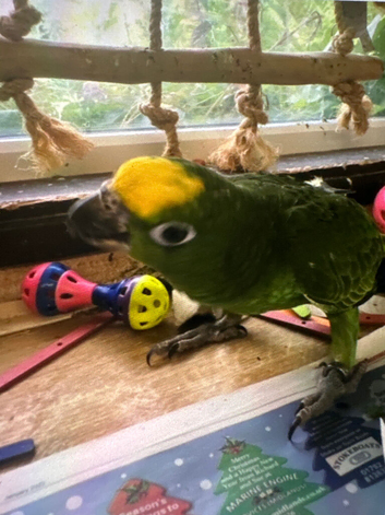 Yellow crowned Amazon 2 yr old male