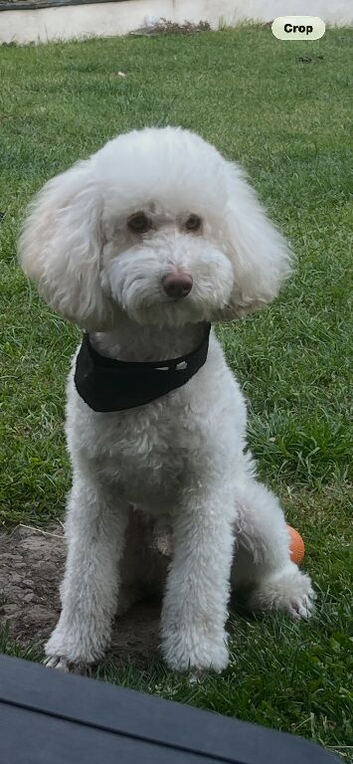Beautiful cream miniature poodle for stud