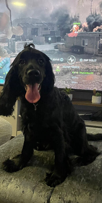 Need to find a loving home for my dog