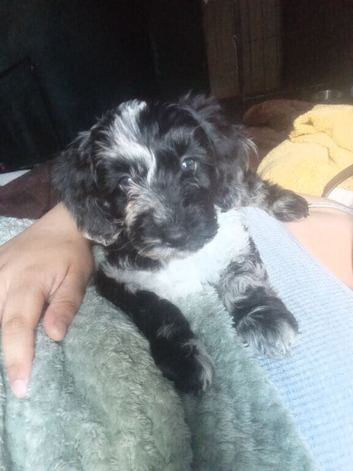 Merle Male Cockapoo | 10 Weeks
