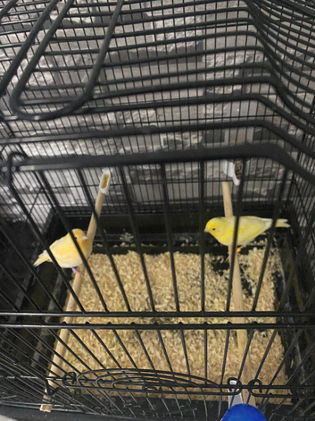 Canaries