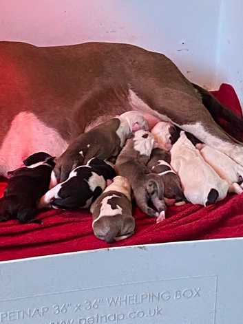 Fabulous litter of 10