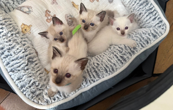Siamese kittens from loving home