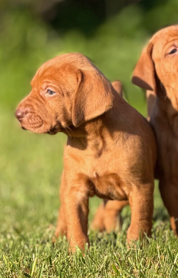 Show Bred, Docked Vizsla PUPPIES