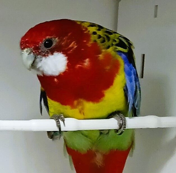 Young beautiful female Rosella now available for a new home