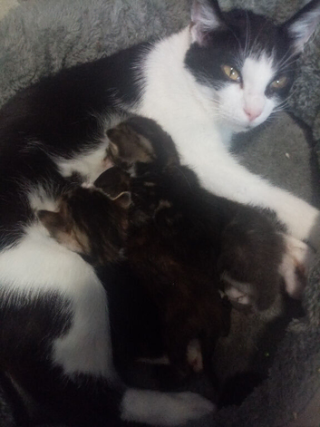 2 beautiful kittens for sale ️ other 2 been reserved