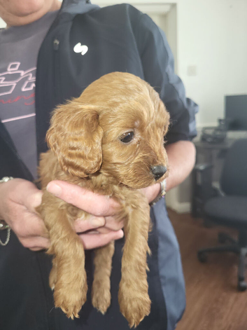 Cavapoo puppies for sale