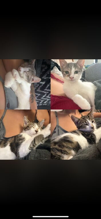 Two kittens available