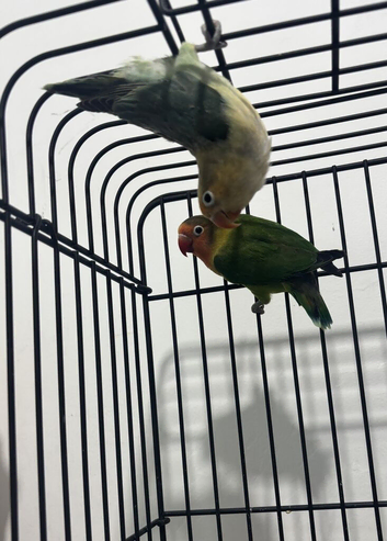 Beautiful Green Lovebirds Available.
