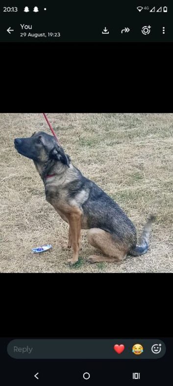 Belgium shepherd cross Caucasian shepherd