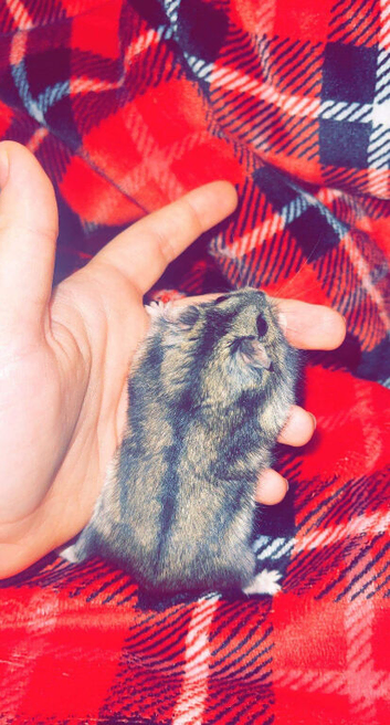 Bud dwarf hamster