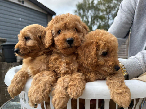 F1b cockapoo puppies