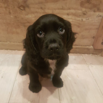 Working cocker spaniels