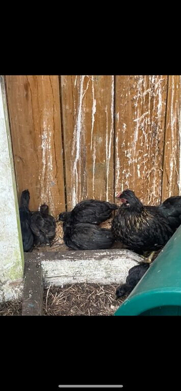Black bantam, cream legbar and Ayem cemani young birds