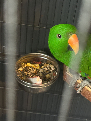 Male Eclectus