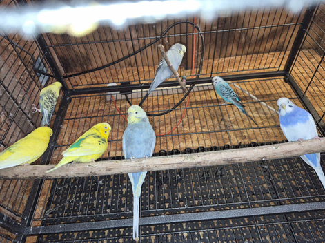 Budgies
