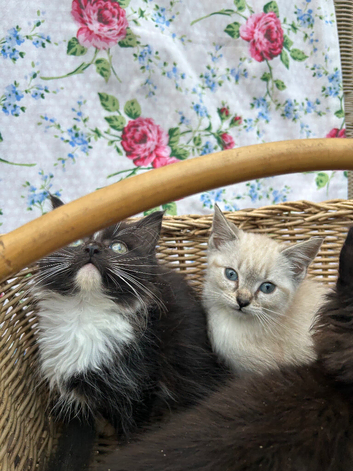 Beautiful Ragdoll Cross Kittens