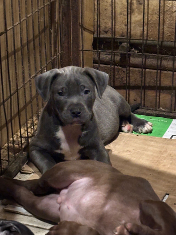 Beautiful Bundle of Staffy Boys