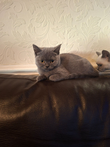3 British shorthair girls