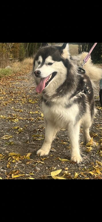 3 year old Husky bitch