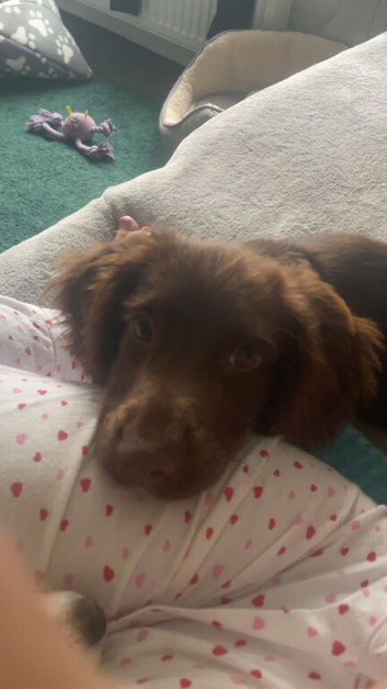 8month bitch cocker spaniel