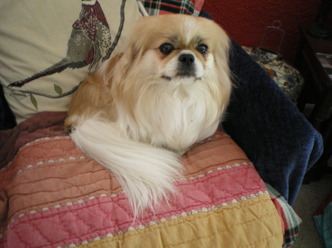 DELIGHTFUL PEKINGESE GIRL