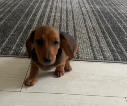 Mini dachshund female last puppy available!!