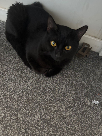 Kitten
