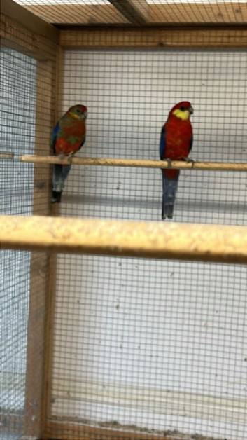 2 pairs of Stanley rosellas available.