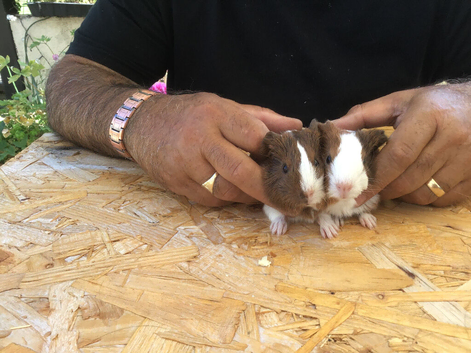 Baby piggies can be reserved