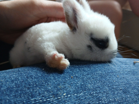Rabbit kits