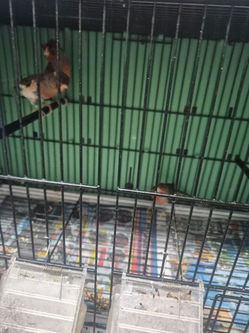 Harlequin cock bird
