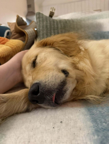 Golden retriever